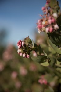 Mt. Diablo manzanita enjoying some afternoon sun