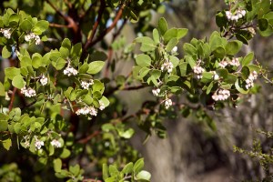 Contra Costa manzanita (Arctostaphylos laevigata) another narrow endemic in flower