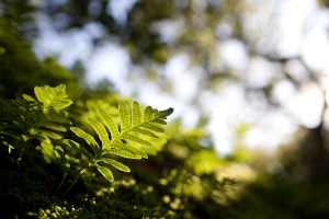 Licorice fern (Polypodium californicum) enjoying an wet early winter