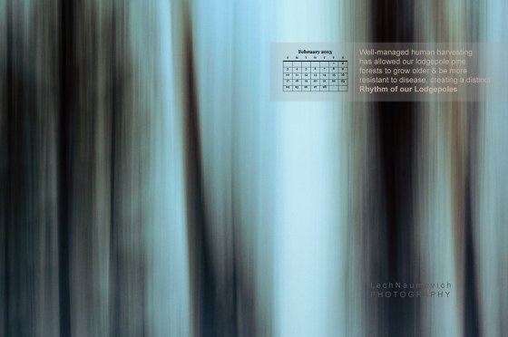 Feb 2013 Calendar desktop Lodgepoles - Lech Naumovich Photography A