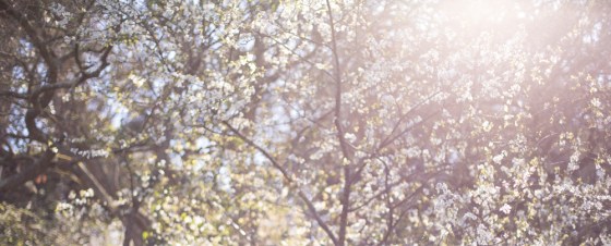cherry blossoms backlit web