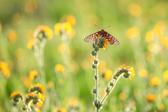 BCB on Amsinckia web-4206