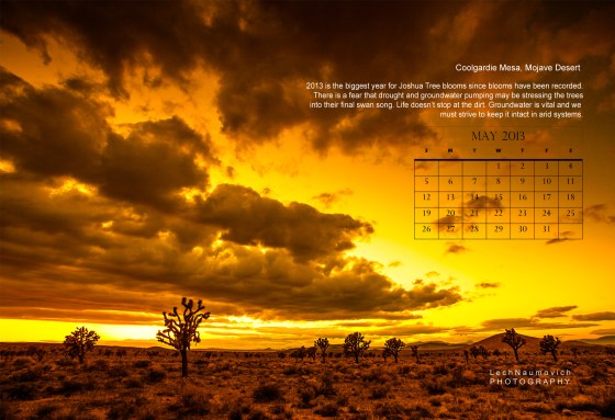 May 2013 Calendar desktop The Joshua Tree - Lech Naumovich Photography copy