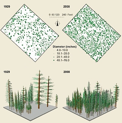 yosemite_1979-2008 fuel density from wired