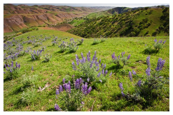 carnegie lupines white bordered small