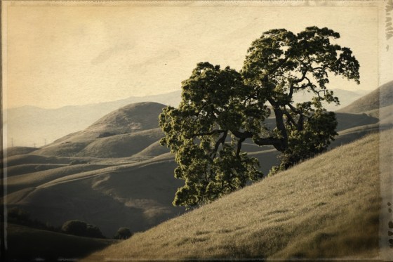 fernandez oak textured
