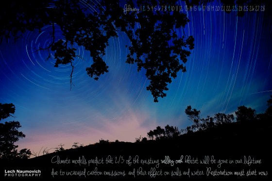 Valley oak 2-2014 Lech Naumovich Photography