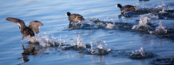 american coots on the run - Alameda