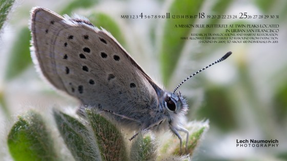 May 2014 Calendar desktop Mission Blue Restoration - Lech Naumovich Photography
