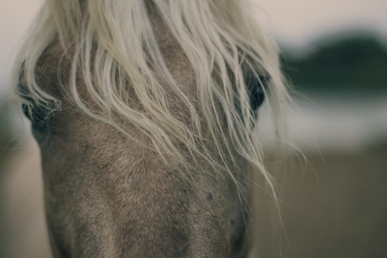 Camargue 2014 small-8219