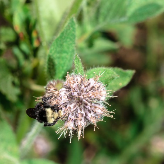 Bombus cf. vosnesenskii nectaring on Phacelia