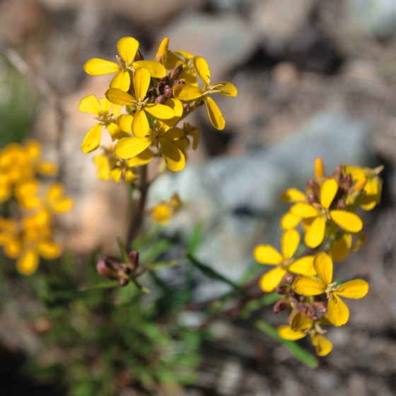 Erysimum capitatum ssp perenne-6654