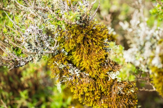 The development of this level of non-vascular diversity can take decades. 