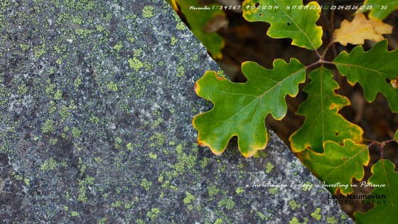 November 2014 Calendar desktop Stress and Opportunity - Lech Naumovich Photography
