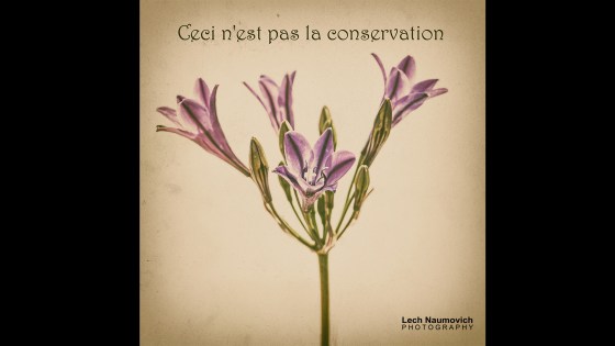 January 2015 Calendar desktop Ceci nest pas la conservation - Lech Naumovich Photography (1)