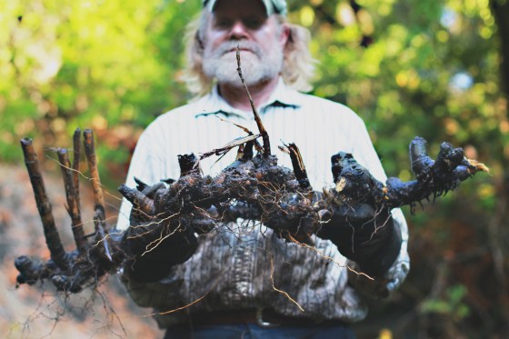 KHimes Arundo Puller - Lechphoto